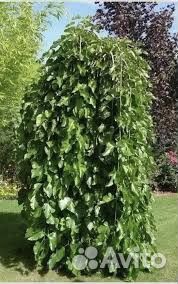 Шелковица на штамбе оптом и в розницу