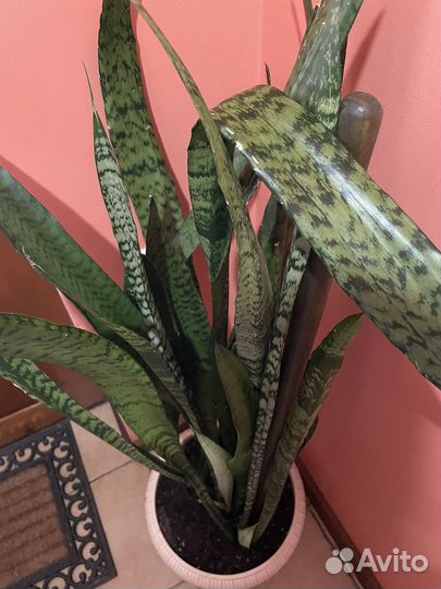 Сансевиерия