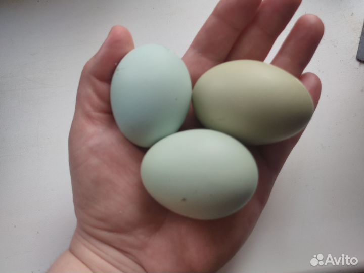 Яйцо инкубационное