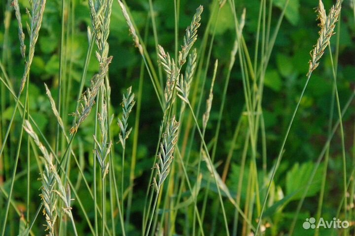 Семена Пырей ползучий оптом от 100кг