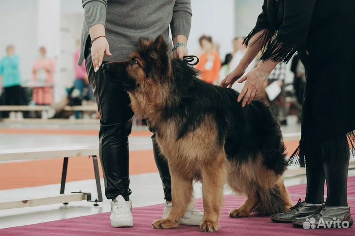 Немецкая овчарка вязка