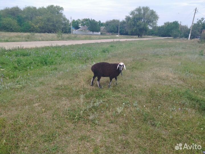 Корова стельная дойная
