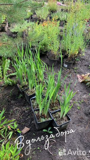 Ирис сибирский Дабл Стандарт