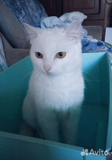 Отдадим Котика