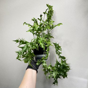 Папоротник Микросорум Сколопендриум