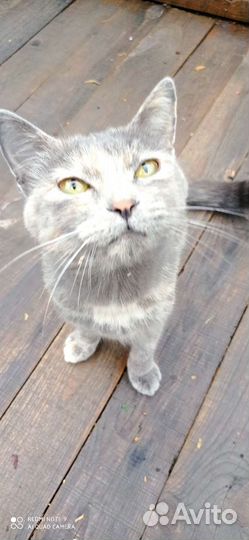 Кошка потеряшка