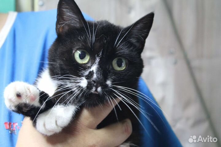 Кошечка Клякса