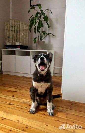 Щенок мальчик Барон 4 мес ищет дом