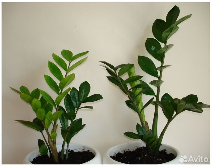 Замиокулькас замиелистный и Педилантус шпорцевый