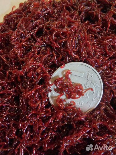 Мотыль живой, тюлька, опарыш, червь