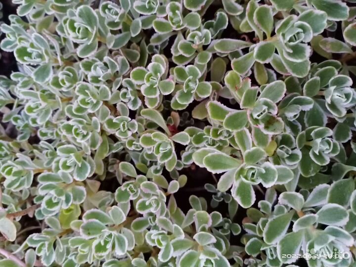 Почвопокровные растения