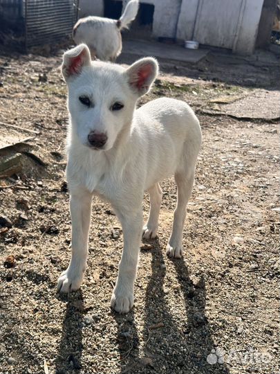 Щенок в добрые руки бесплатно