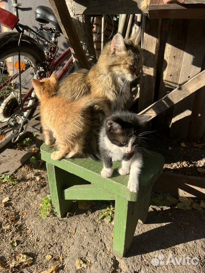 Котята бесплатно