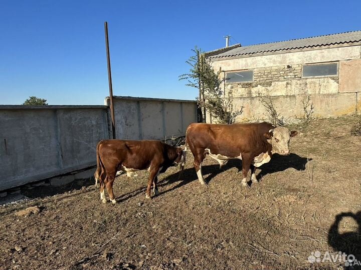 Бык племенной и телочки