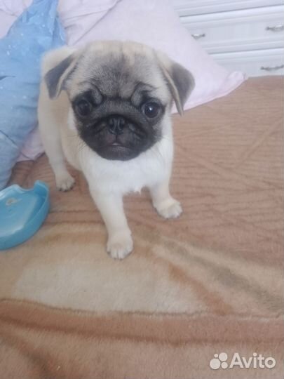 Щенки мопса