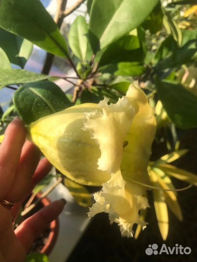 Соландра грандифлора