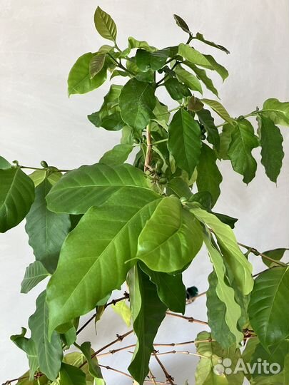 Кофейное дерево