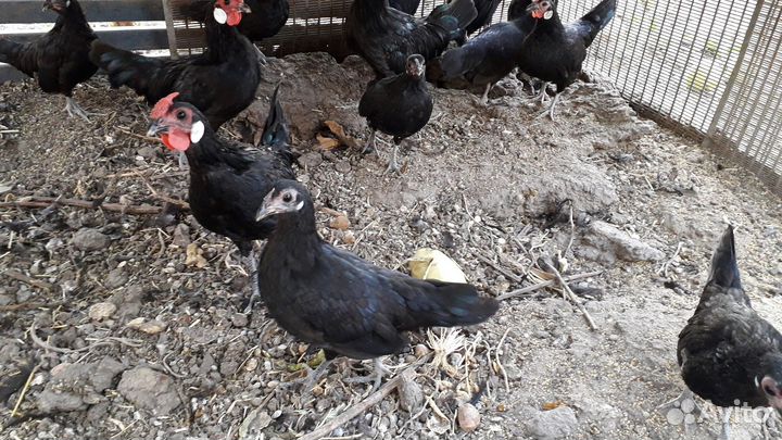 Куры бентамки