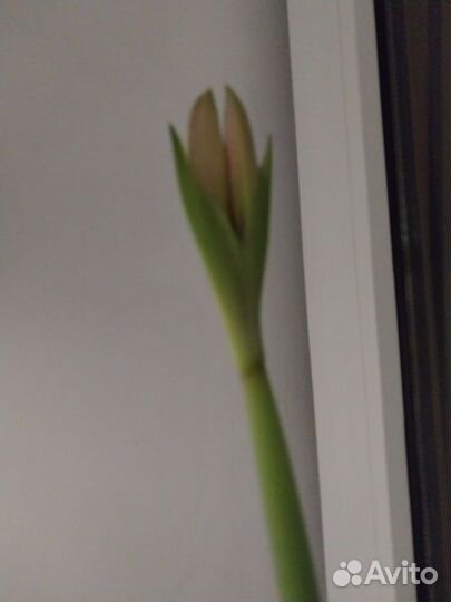 Гипераструм