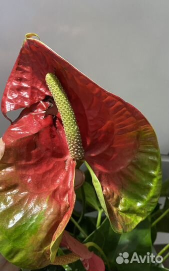 Антуриум обаке ред