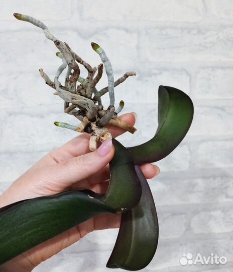 Орхидея фаленопсис