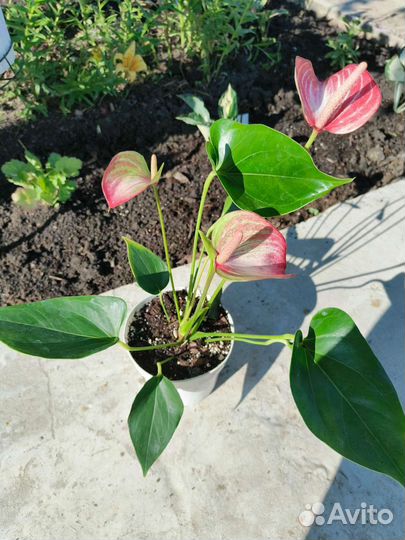 Антуриум Ливиум