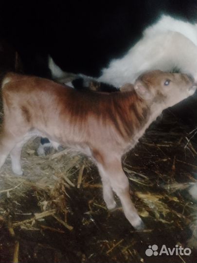 Корова и тëлочка