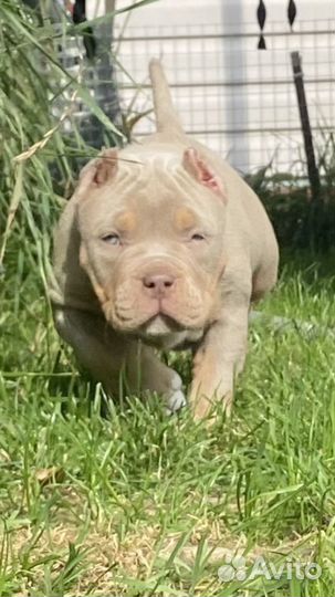 Девочка Американского булли