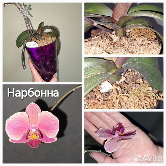 Орхидеи