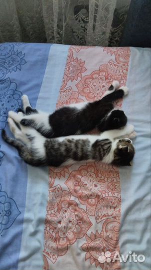 Вислоухие котята