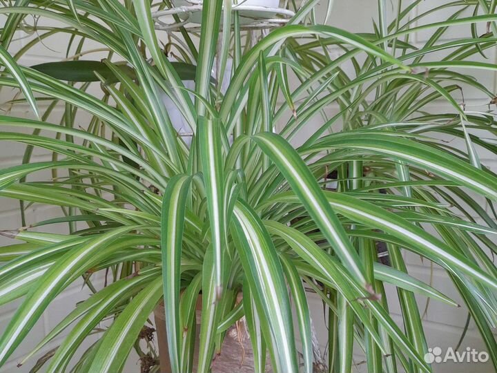 Хлорофитум