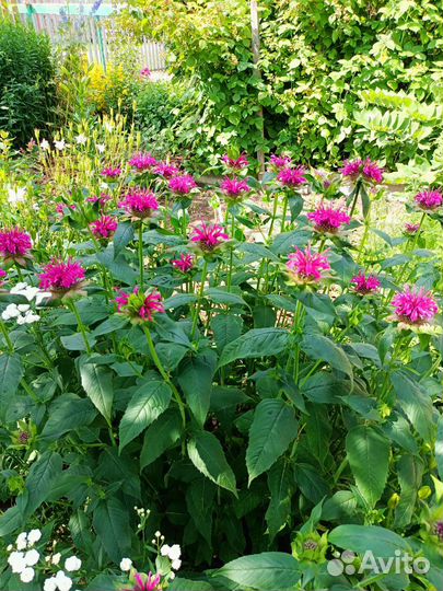 Монарда, бергамот