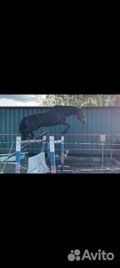 Кобыла 2015 г.р