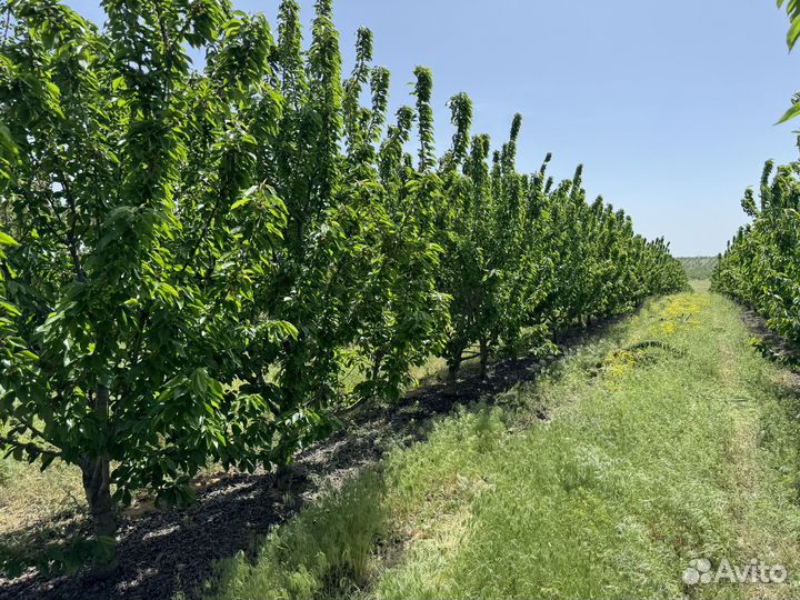 Черешня оптом