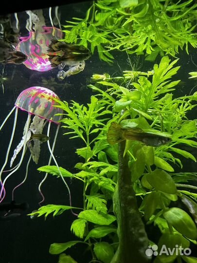 Гуппи гупики