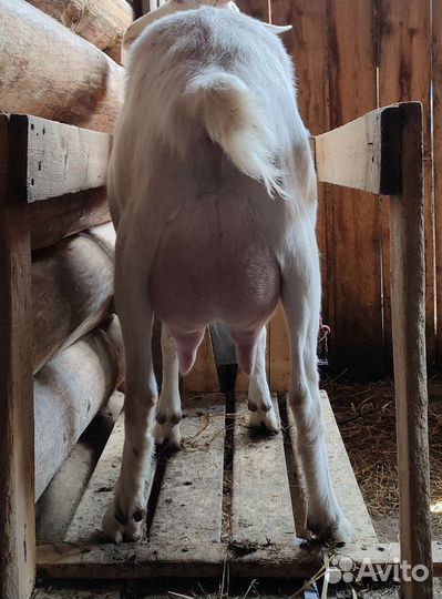 Чистопородные зааненские козы