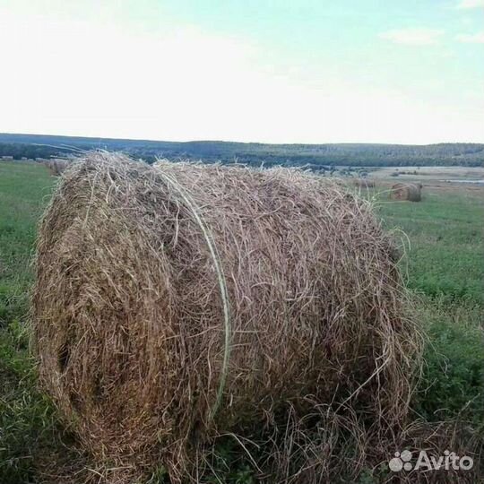 Сено в рулонах