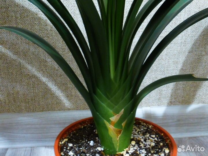 Кливия цветущая