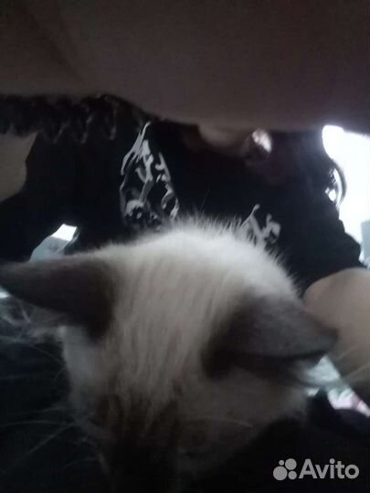 Сиамский котёнок