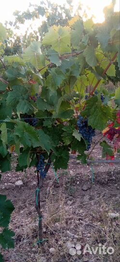 Виноград технический