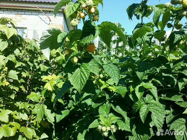 Саженцы жёлтой и красной ремонтантной малины