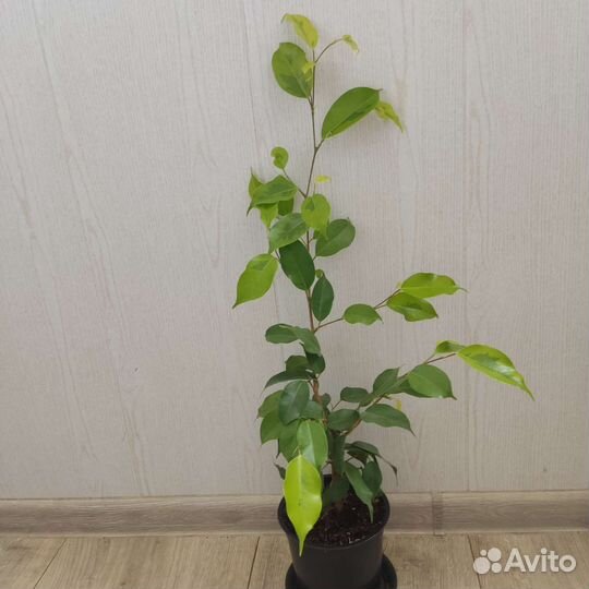 Фикус бенджамина