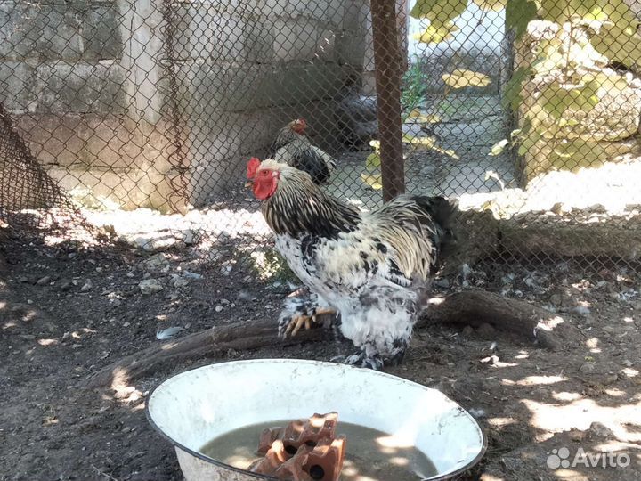 Петухи породы Брама