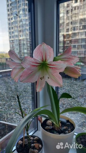 Гиппеаструм