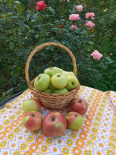 Продажа яблок, груш, саженцев, цветов