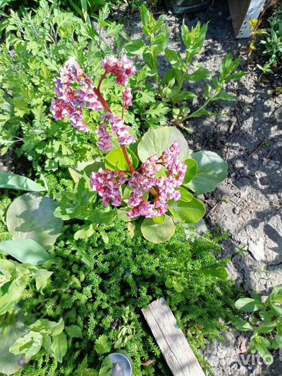 Бадан многолетний. Лечебный