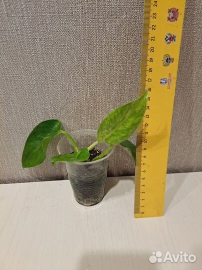 Филодендрон Гигантум