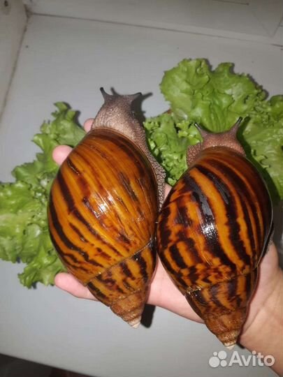 Улитки тигры и иктерики