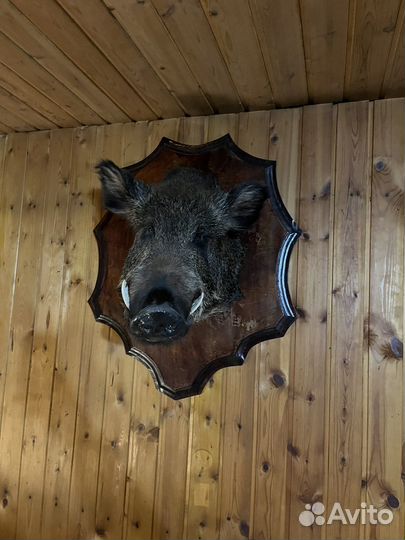 Чучело головы кабана имитация