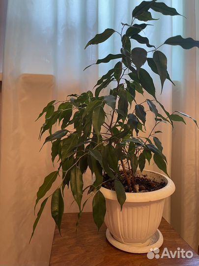 Цветы Фикус Папоротник